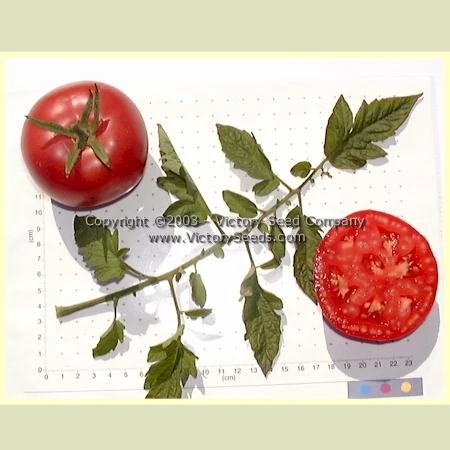 Burpee's 'Globe' Tomato - Image 5