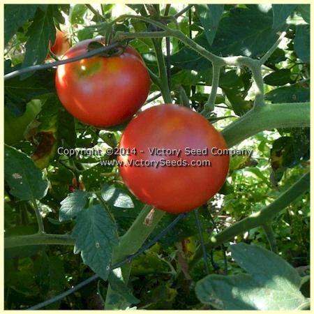 Burpee's 'Globe' Tomato - Image 4