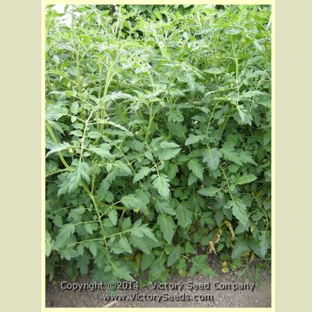 Burpee's 'Globe' Tomato - Image 3