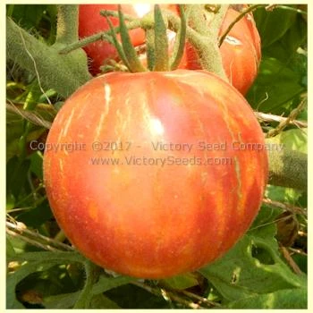 Caitlin's Lucky Stripe Tomato