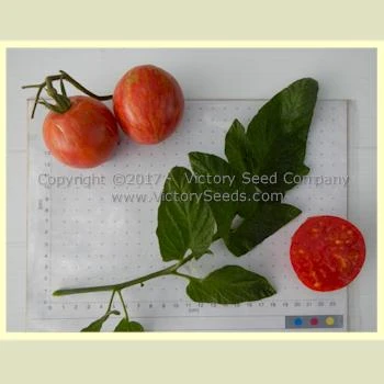 Caitlin's Lucky Stripe Tomato - Image 3