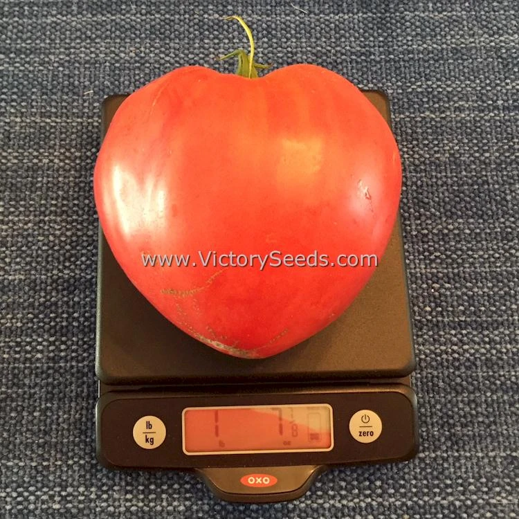 Cancelmo Family Heirloom Tomato - Image 4