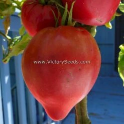 Cancelmo Family Heirloom Tomato