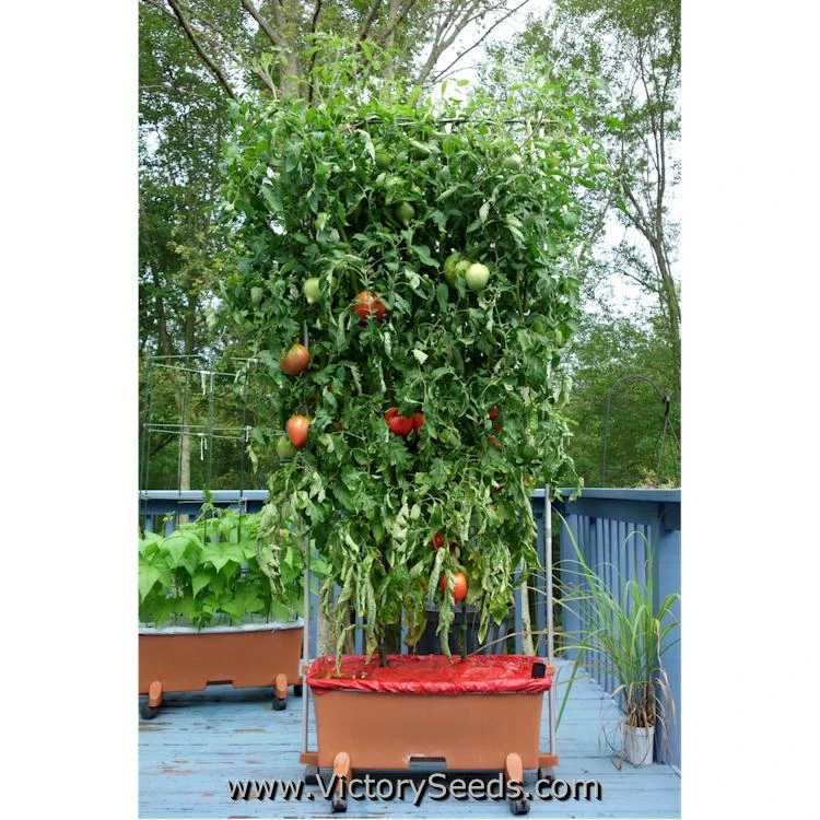 Cancelmo Family Heirloom Tomato - Image 7