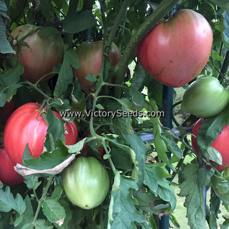 Cancelmo Family Heirloom Tomato - Image 3