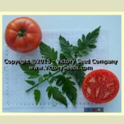 Cardinal Tomato