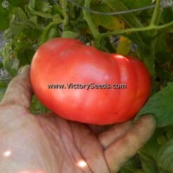 Carter's Mortgage Lifter Tomato