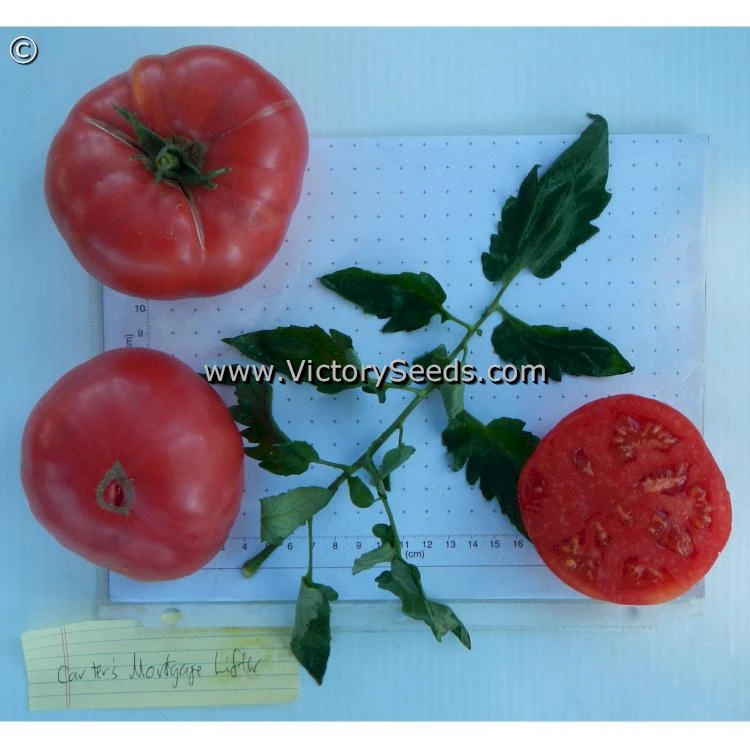 Carter's Mortgage Lifter Tomato - Image 4
