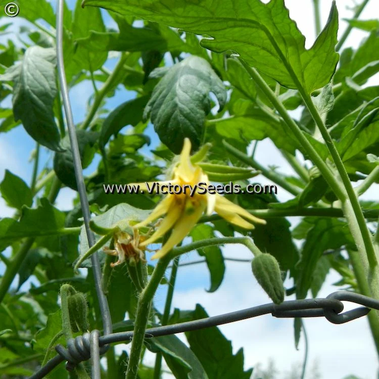 Carter's Mortgage Lifter Tomato - Image 5