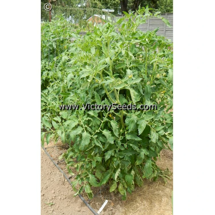 Carter's Mortgage Lifter Tomato - Image 3