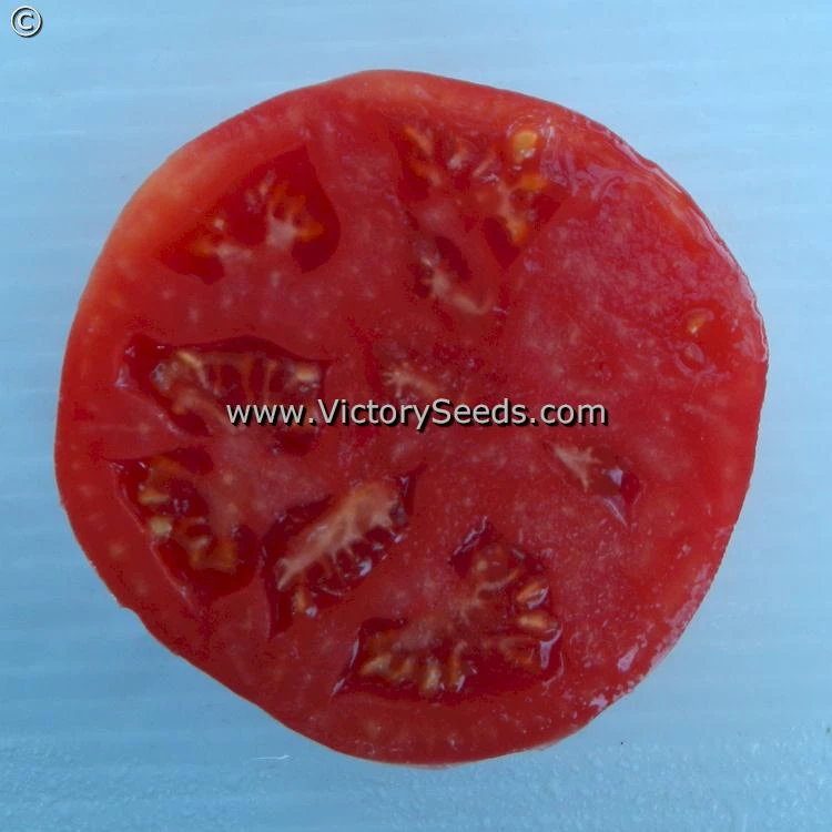 Carter's Mortgage Lifter Tomato - Image 2