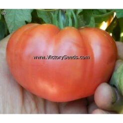 Cartwright's Mortgage Lifter Tomato