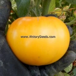 Casey's Pure Yellow Tomato
