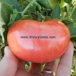 Caspian Pink Tomato