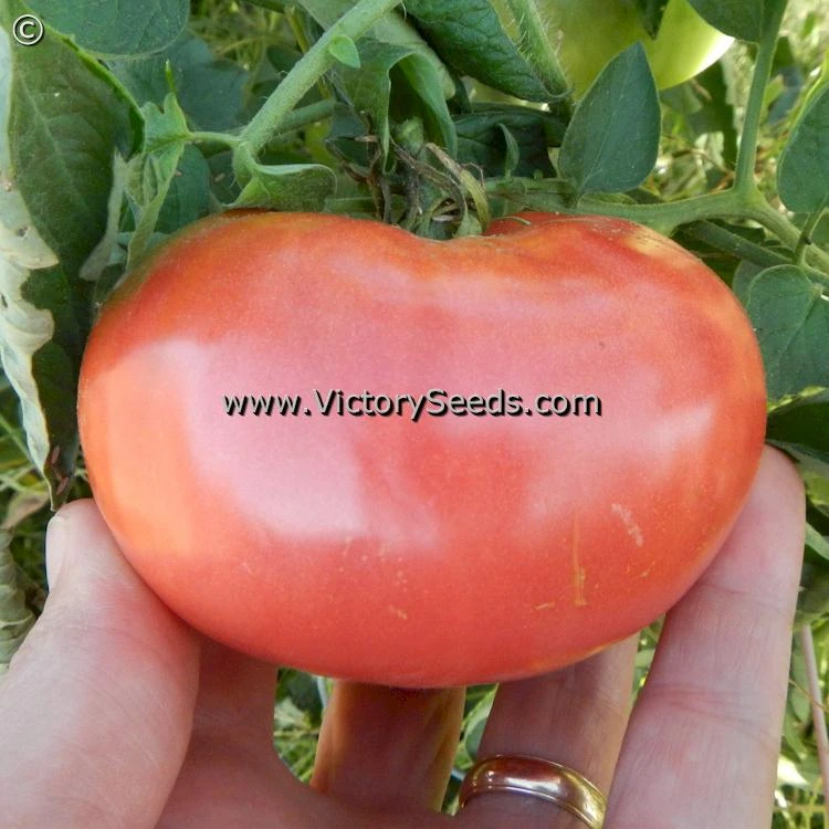 Caspian Pink Tomato