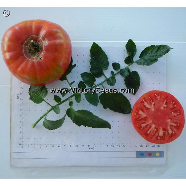 Caspian Pink Tomato - Image 6