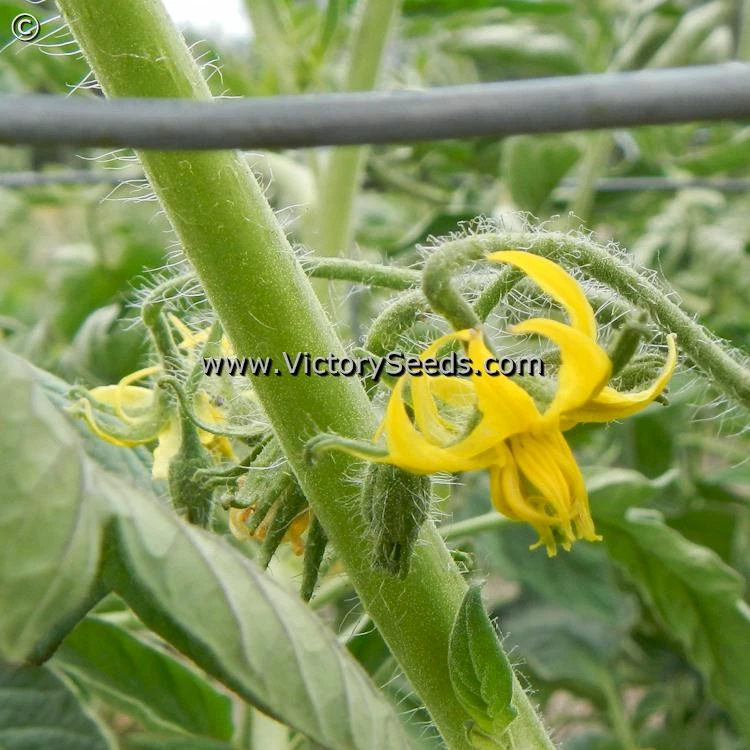 Caspian Pink Tomato - Image 5