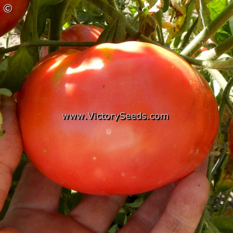 Caspian Pink Tomato - Image 2