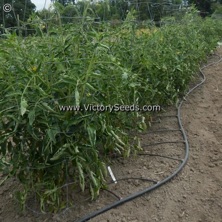 Caspian Pink Tomato - Image 4