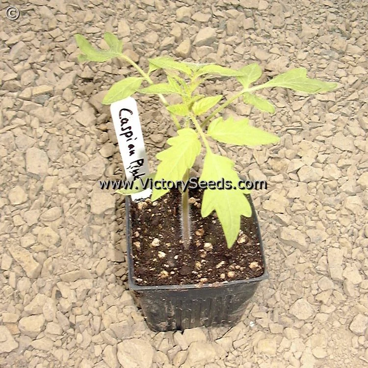 Caspian Pink Tomato - Image 7