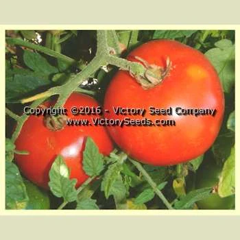 Chalk's Early Jewel Tomato