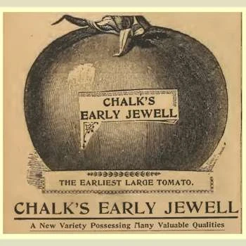 Chalk's Early Jewel Tomato - Image 6