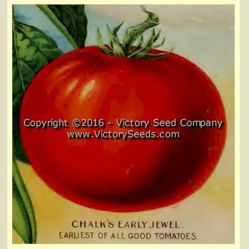 Chalk's Early Jewel Tomato - Image 5