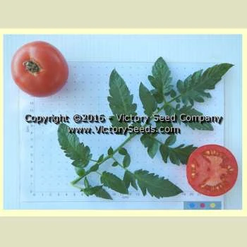 Chalk's Early Jewel Tomato - Image 2
