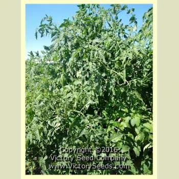 Chalk's Early Jewel Tomato - Image 4