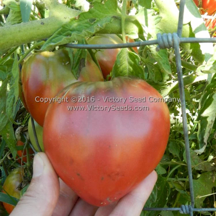 Cherokee Purple Heart Tomato - Image 2