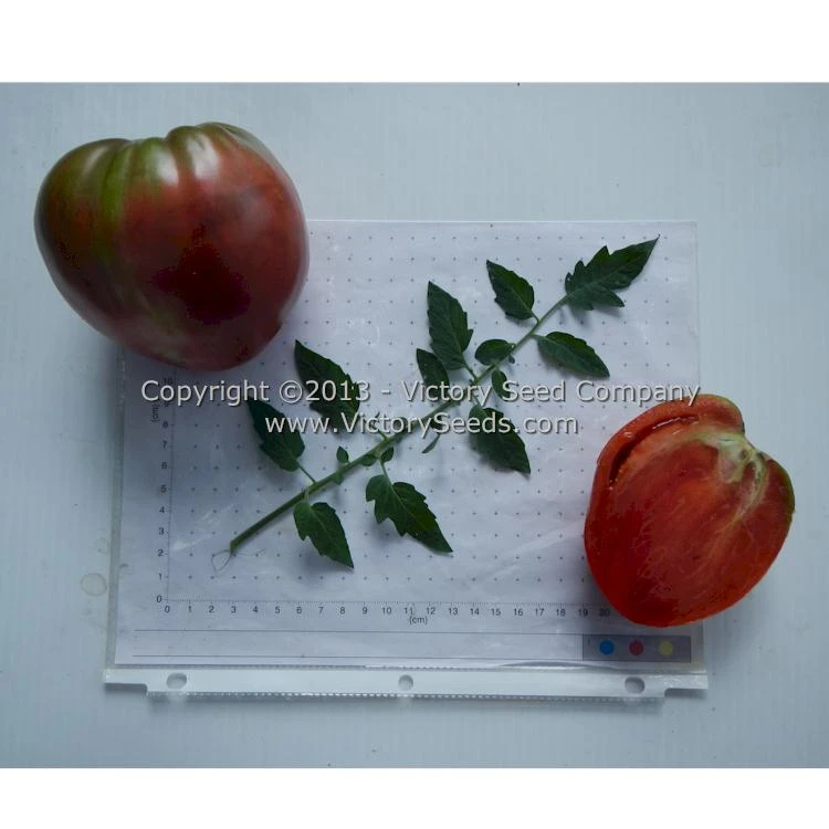 Cherokee Purple Heart Tomato - Image 3
