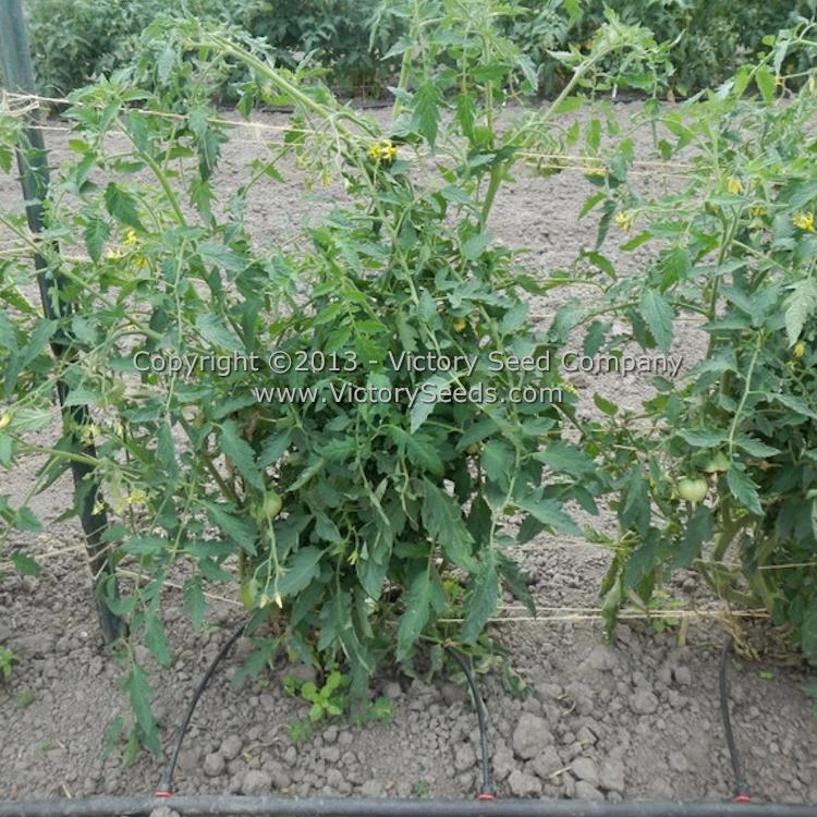 Cherokee Purple Heart Tomato - Image 4
