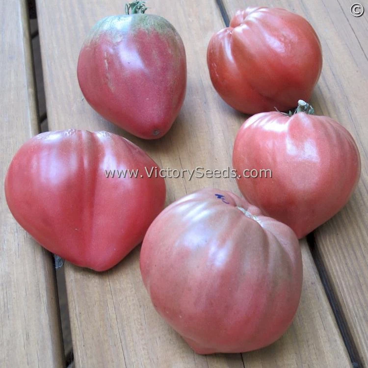 Cherokee Purple Heart Tomato