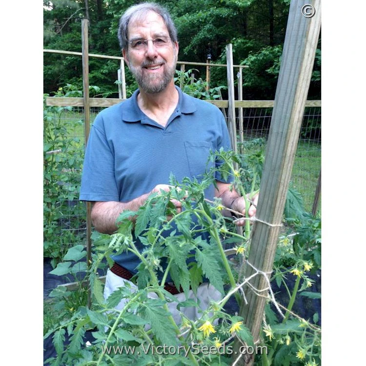 Cherokee Purple Heart Tomato - Image 9
