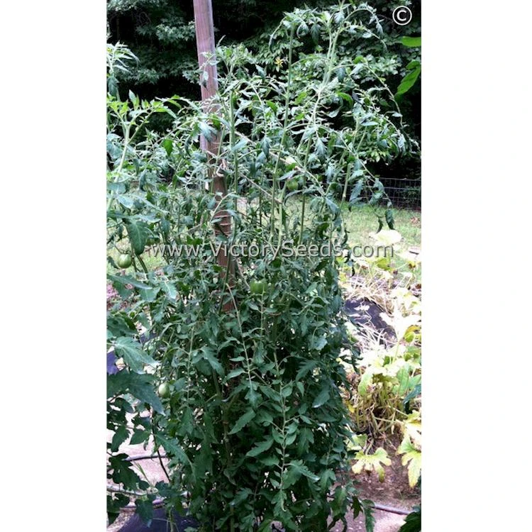 Cherokee Purple Heart Tomato - Image 8