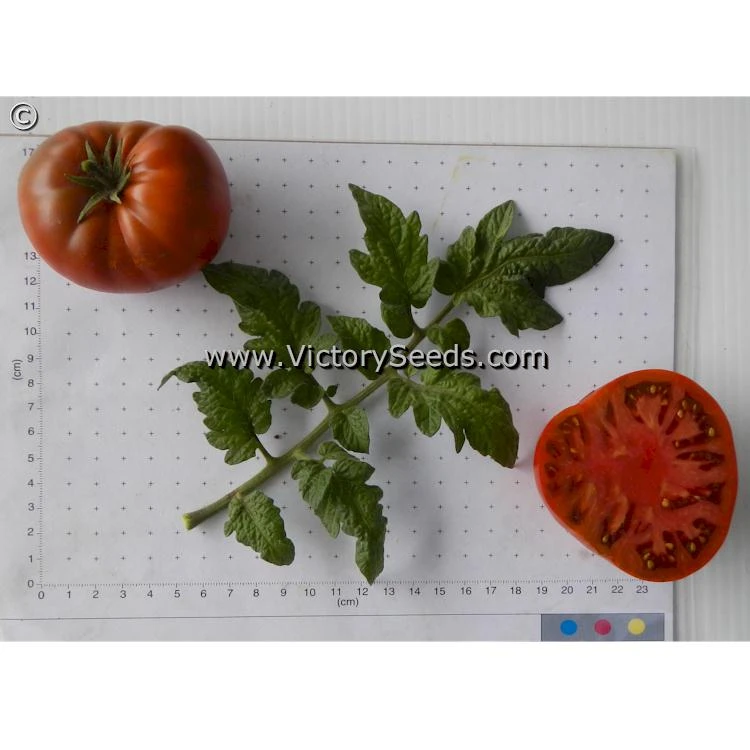 Chocolate Champion Tomato - Image 4