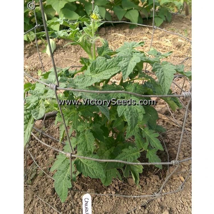 Chocolate Champion Tomato - Image 3