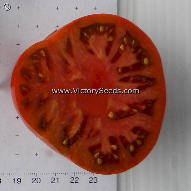 Chocolate Champion Tomato - Image 2