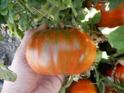 Chocolate Lightning Tomato