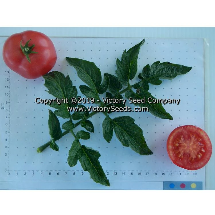 Clare Valley Pink Tomato - Image 4