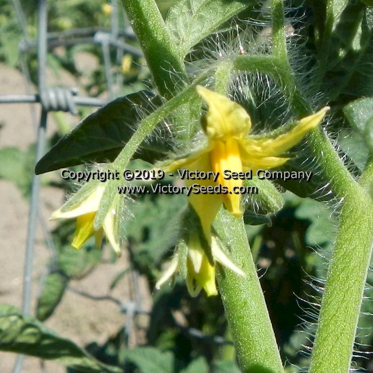 Clare Valley Pink Tomato - Image 6