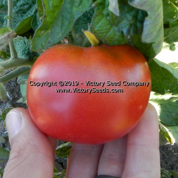Clare Valley Pink Tomato - Image 2