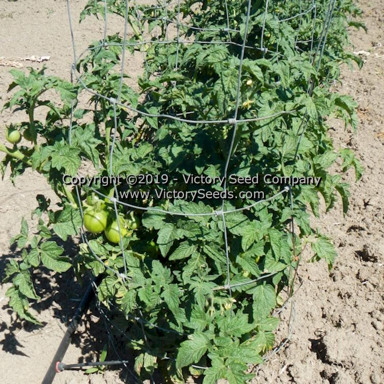 Clare Valley Pink Tomato - Image 5