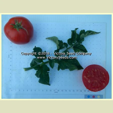 Clare Valley Red Tomato - Image 5