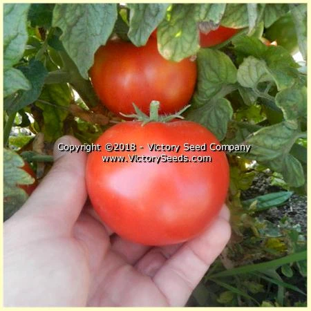 Clare Valley Red Tomato