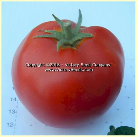 Clare Valley Red Tomato - Image 2