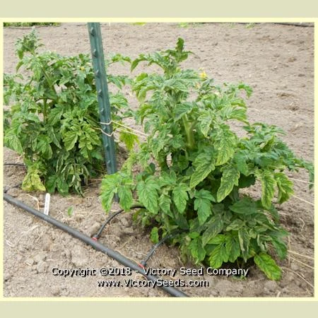 Clare Valley Red Tomato - Image 4