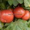 Coorong Pink Tomato