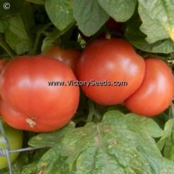 Coorong Pink Tomato