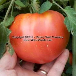 Cosner Tomato